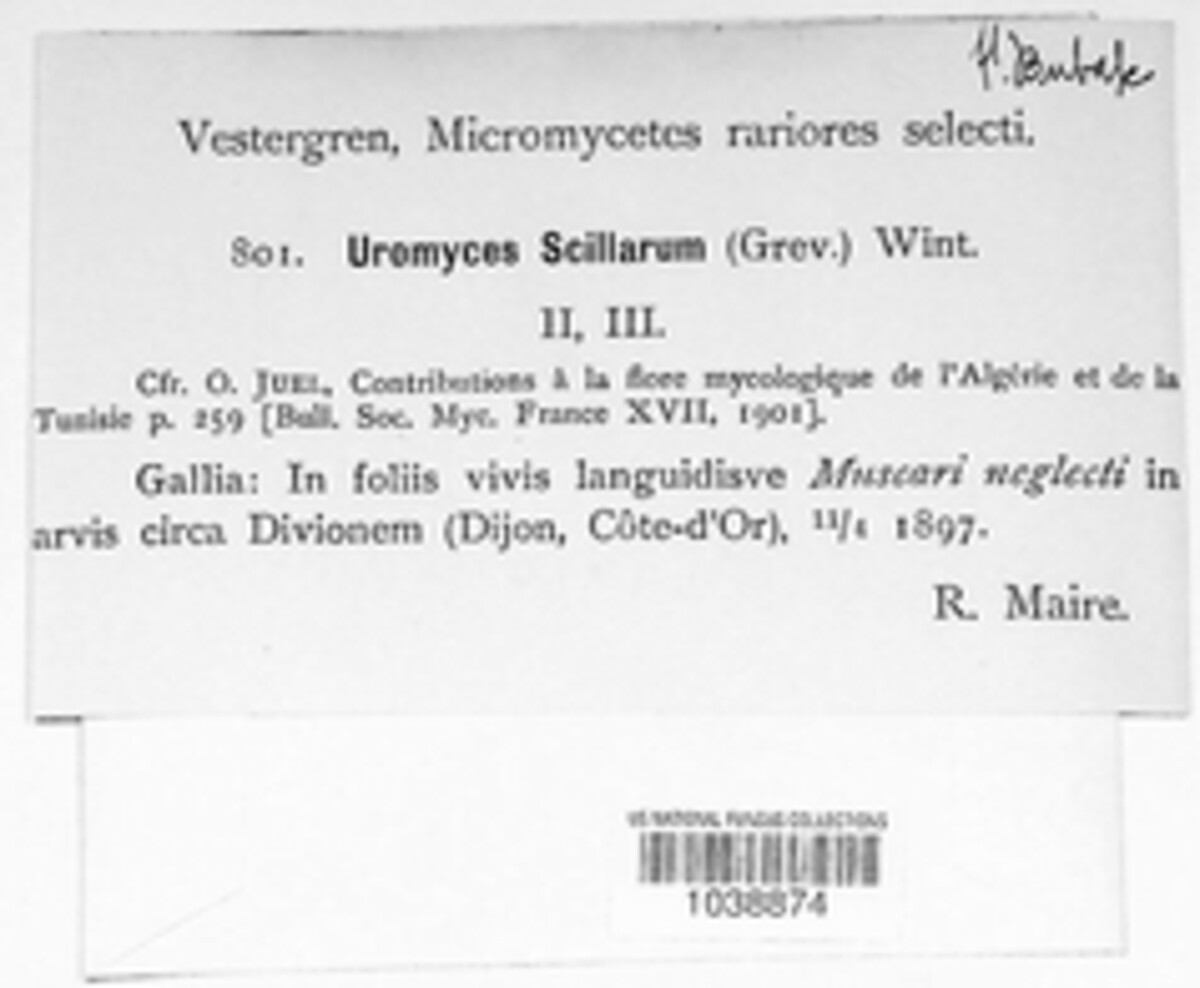 Uromyces muscari image